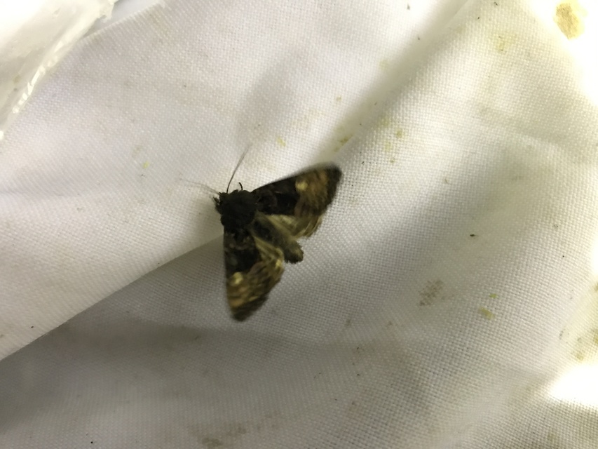 Euplexia lucipara - szeder-csipkésbagoly