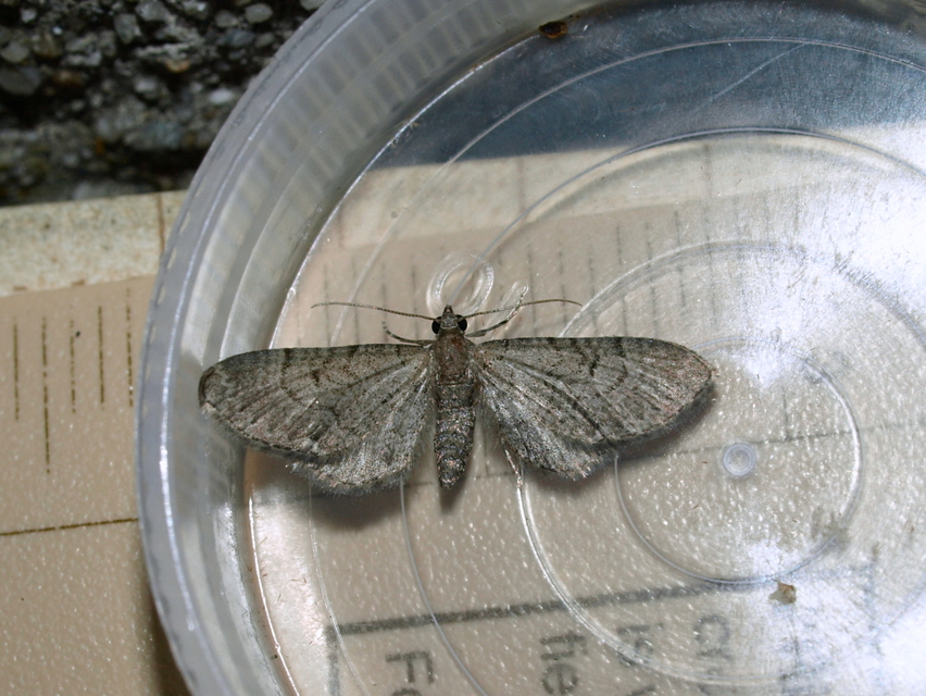 Eupithecia alliaria - budai törpearaszoló