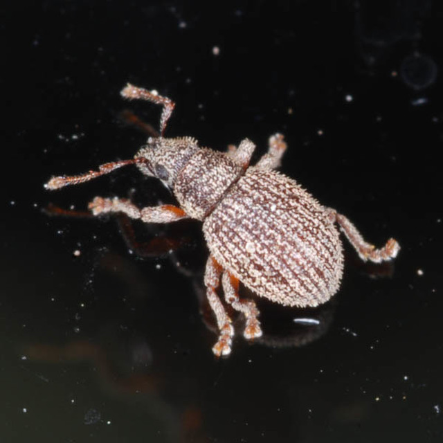Brachysomus fremuthi - pannon gyepormányos Brachysomus fremuthi - pannon gyepormányos