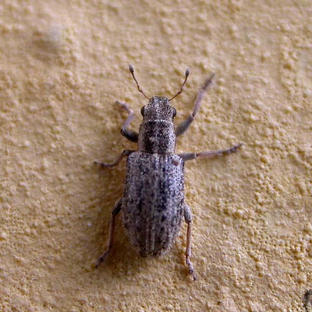 Sitona macularius - borsó-csipkézőbogár