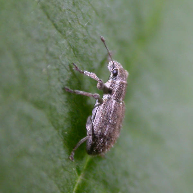 Sitona macularius - borsó-csipkézőbogár