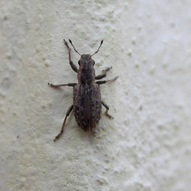 Sitona macularius - borsó-csipkézőbogár
