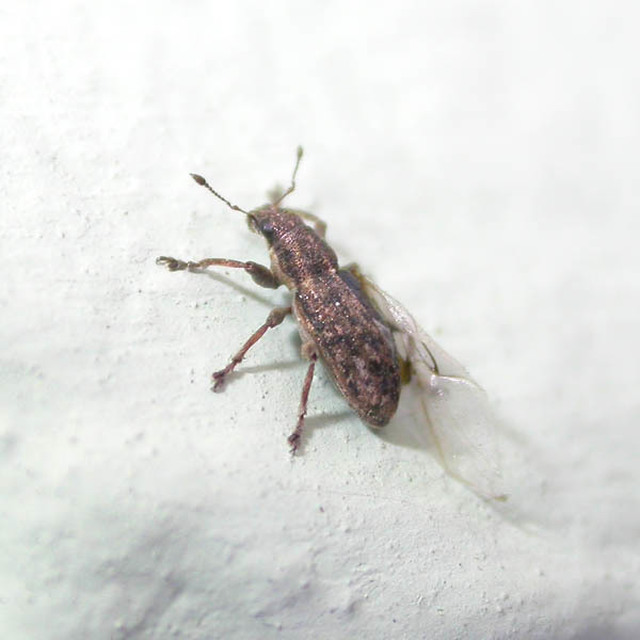 Sitona humeralis - lucerna-csipkézőbogár