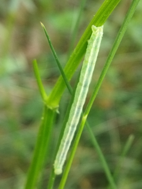 Eulithis pyraliata - sárga galajaraszoló