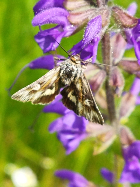 Actinotia radiosa - kis sugarasbagoly