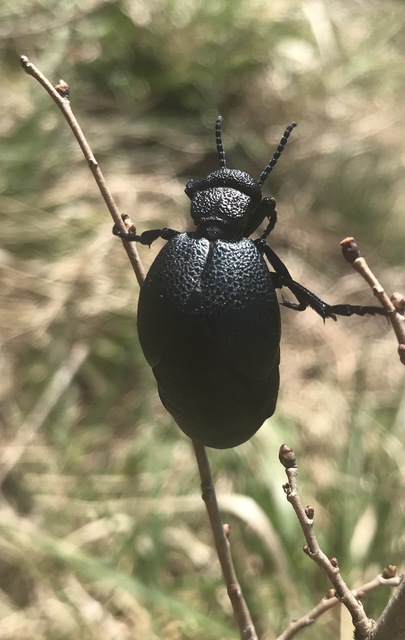 Meloe cicatricosus - óriásnünüke