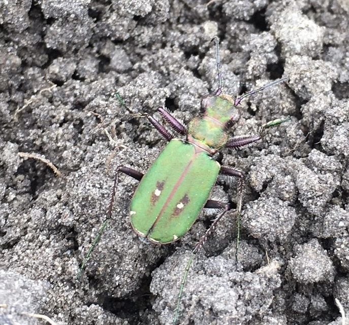 Cicindela campestris - mezei homokfutrinka