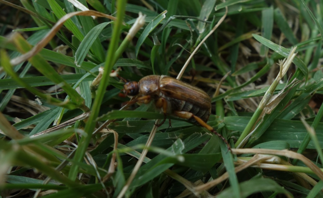 Amphimallon solstitiale - bordás sárgacserebogár