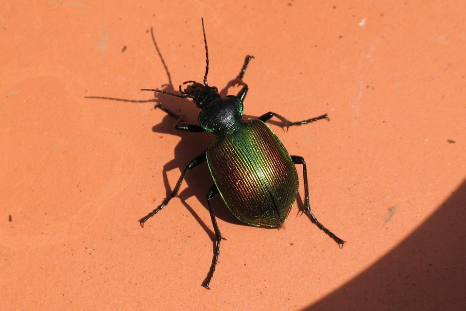 Calosoma sycophanta - aranyos bábrabló
