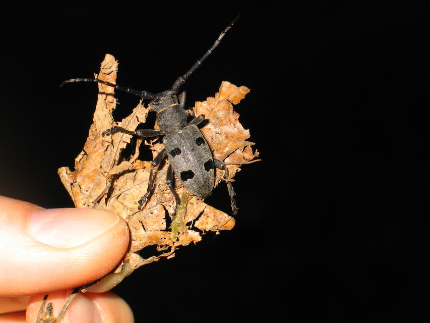 Morimus asper funereus - gyászcincér