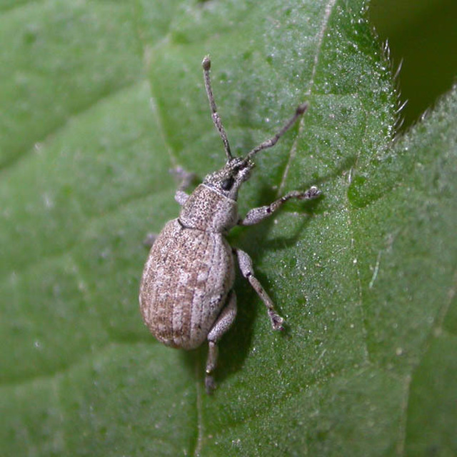 Peritelus familiaris - nagy kendermagbogár