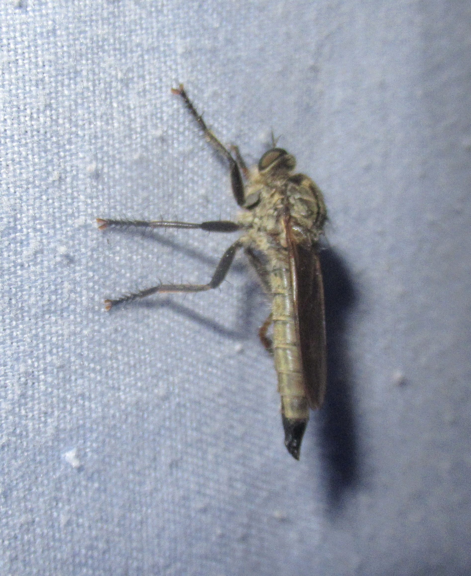 Eutolmus rufibarbis