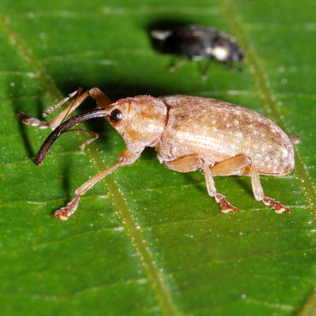 Dorytomus longimanus - kétalakú hangormányos