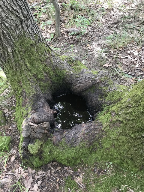 Myathropa florea - halálfejes odúlégy