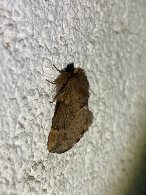 Ptilophora plumigera - tollas púposszövő