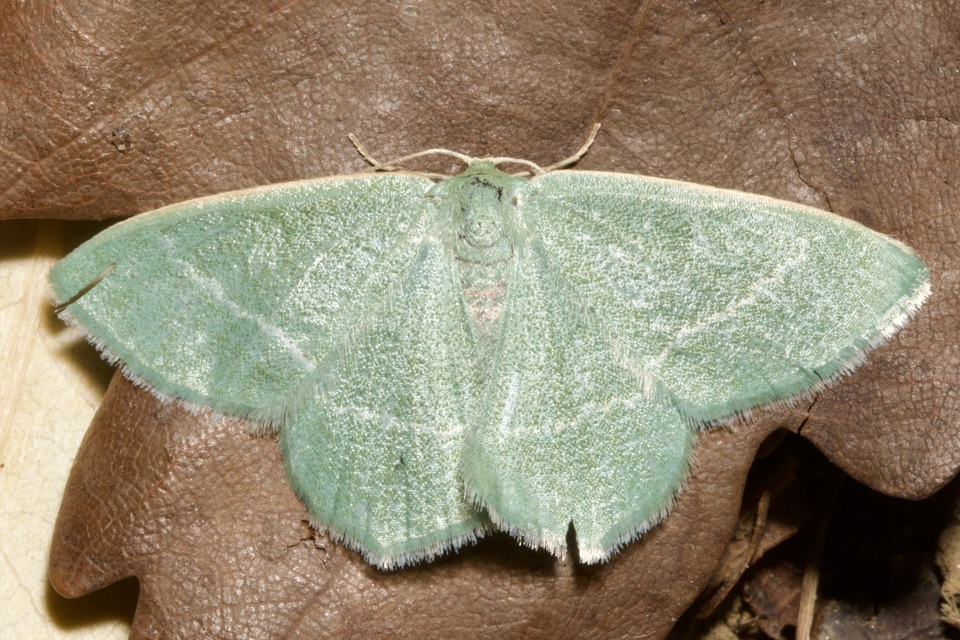 Chlorissa viridata - üdezöld araszoló