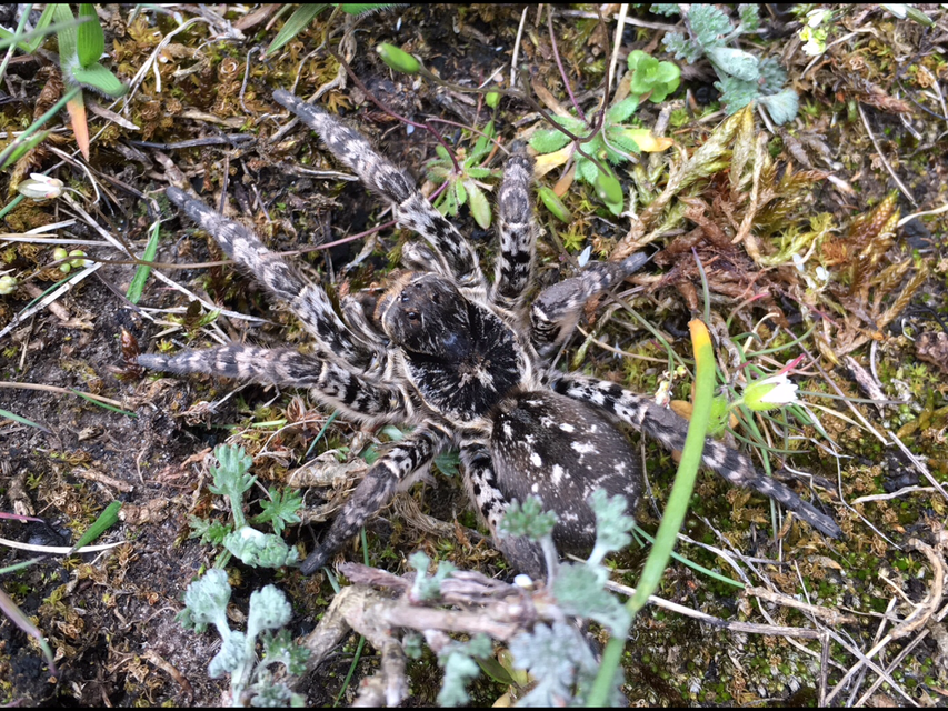 Lycosa singoriensis - szongáriai cselőpók