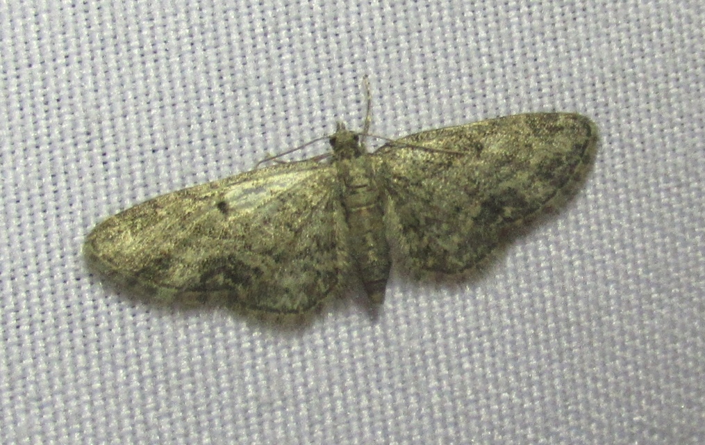 Eupithecia inturbata - juhar-törpearaszoló