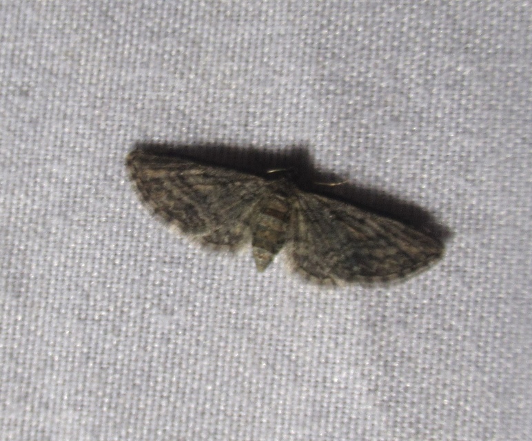 Eupithecia inturbata - juhar-törpearaszoló