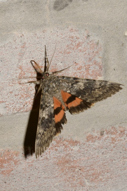 Catocala elocata - közönséges övesbagoly