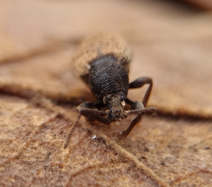 Otiorhynchus raucus - molyhos gyalogormányos