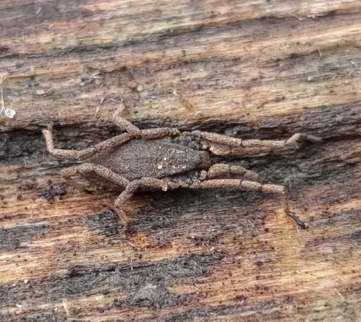 Trogulus