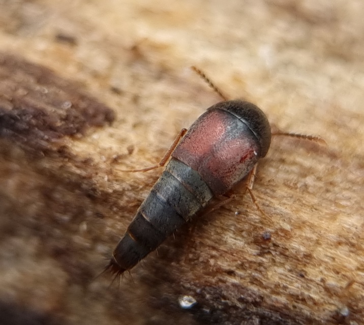 Sepedophilus marshami - közönséges pihésholyva Sepedophilus marshami - közönséges pihésholyva