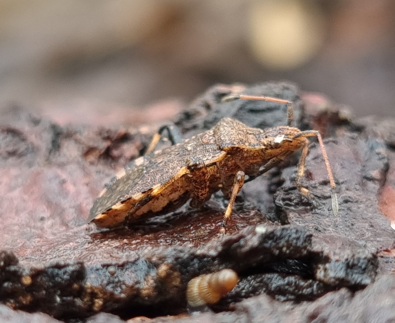 Ceraleptus gracilicornis - tüskéslábú karimáspoloska