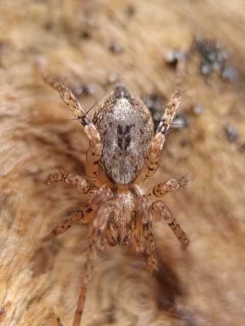 Anyphaena accentuata - jegyespók