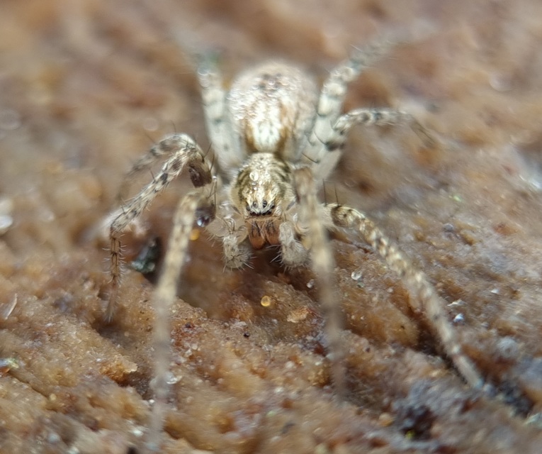 Anyphaena accentuata - jegyespók