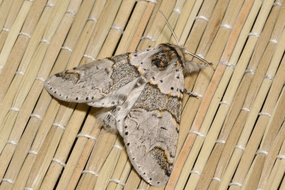Furcula furcula - szürke púposszövő