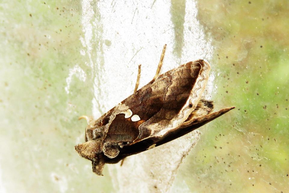 Chrysodeixis chalcites - déli aranybagoly
