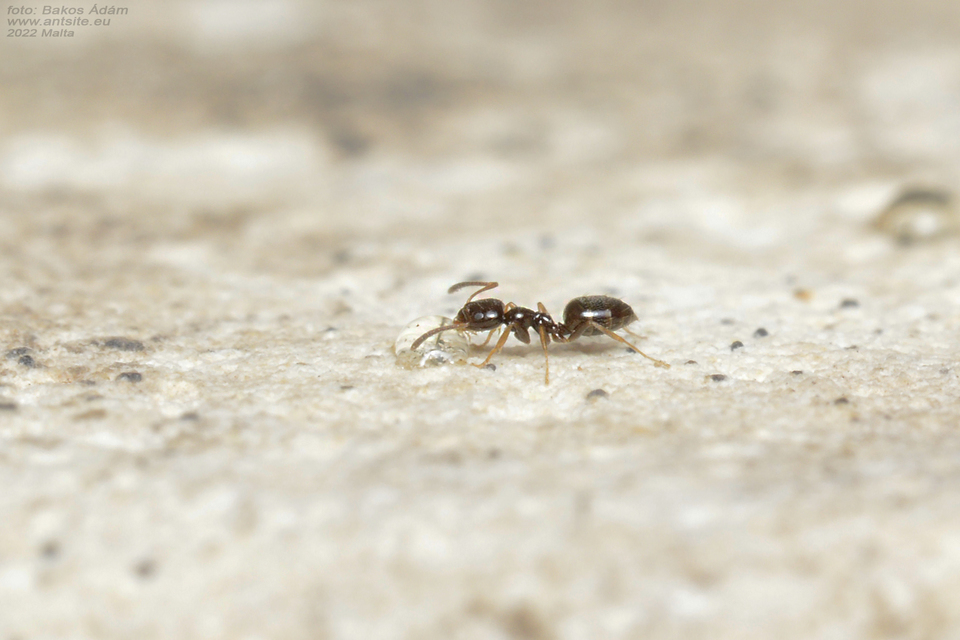 Plagiolepis pygmaea - lapos törpehangya