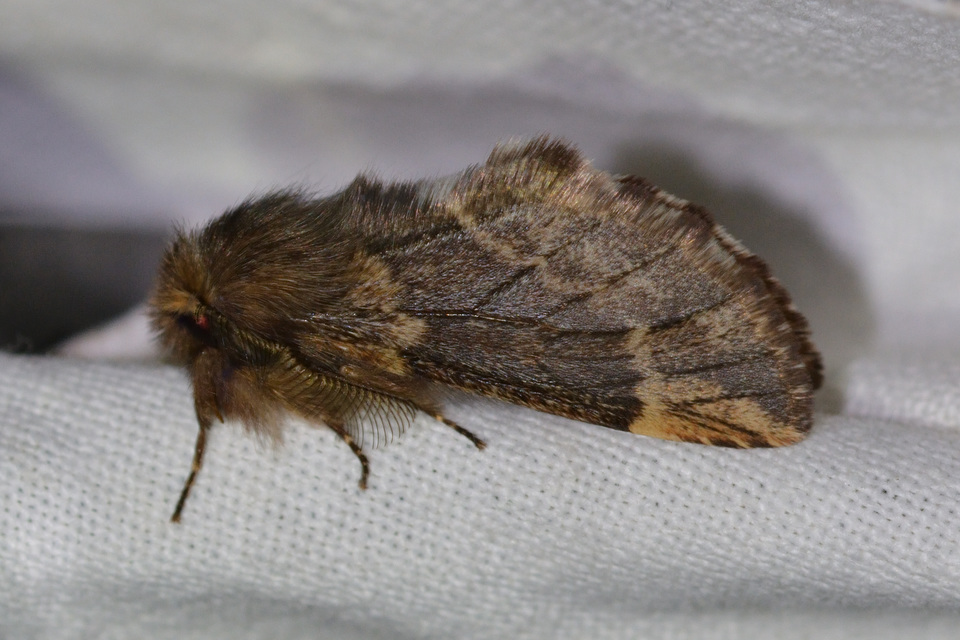 Ptilophora plumigera - tollas púposszövő