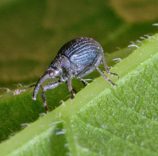 Holotrichapion pisi - lucernarügy-cickányormányos