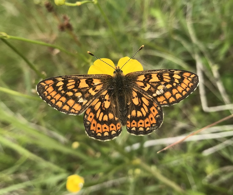 Euphydryas aurinia - lápi tarkalepke