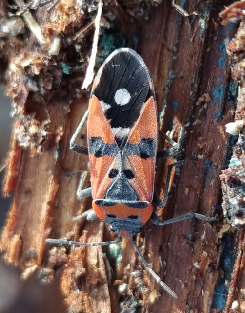 Lygaeus equestris/simulans