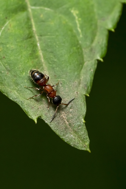 Mutillidae - hangyadarazsak