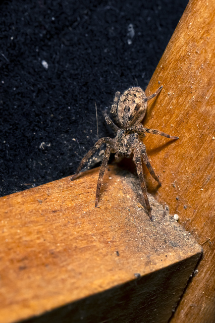 Zoropsis spinimana - tüskéskezű álfarkaspók