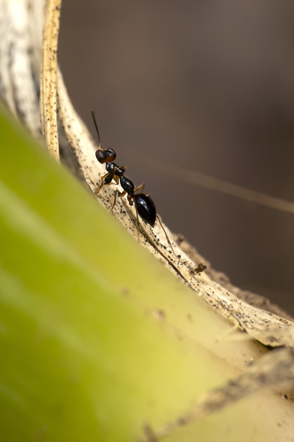 Dryinidae - ollósdarazsak