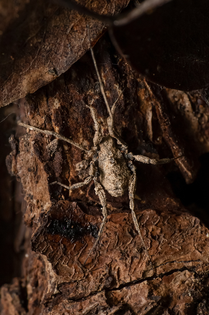 Dicranolasma scabrum
