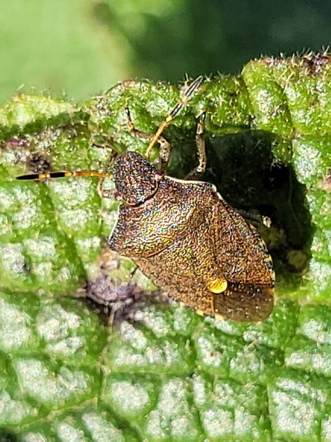 Peribalus strictus - tavaszi címerespoloska Peribalus strictus - tavaszi címerespoloska