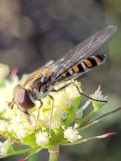 Episyrphus balteatus - ékfoltos zengőlégy
