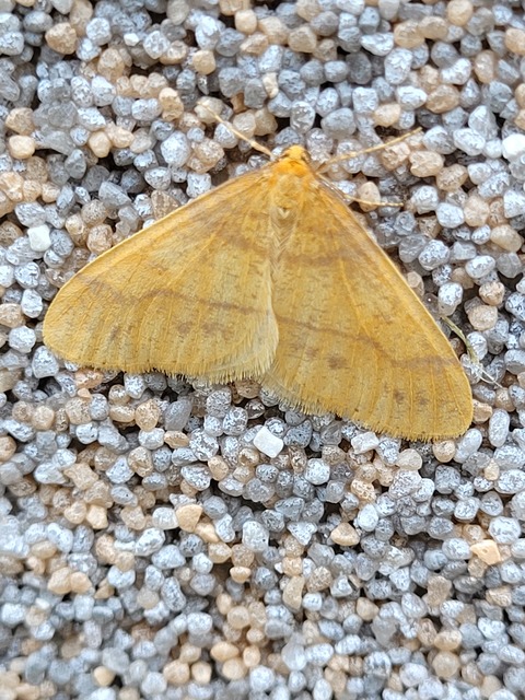 Agriopis aurantiaria - aranysárga téliaraszoló