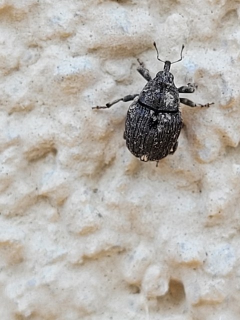 Stenocarus cardui - pipacsgyökér-ormányos