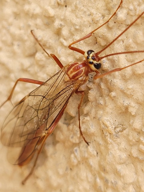 Ophion obscuratus