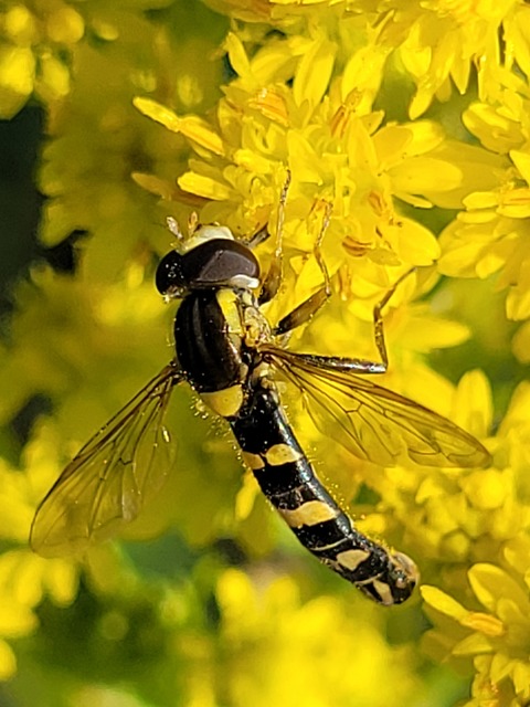 Sphaerophoria