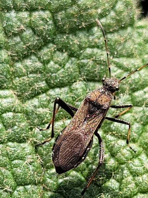 Alydus calcaratus - szőrös tövispoloska