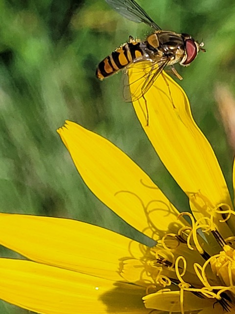 Episyrphus balteatus - ékfoltos zengőlégy