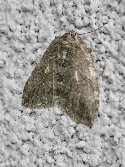 Epirrita christyi/dilutata